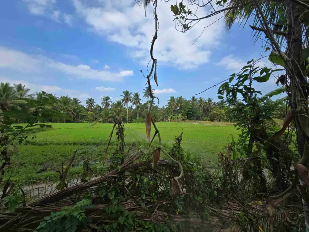 Dijual tanah murah view sawah akses jalan hotmik di tabanan bali