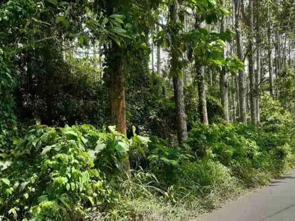 DIJUAL CEPAT TANAH MENARIK DAERAH TONDANO, HARGA MURAH