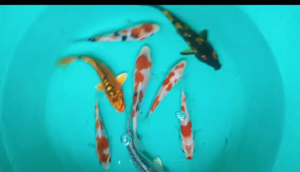 Paket ikan koi 8 ekor size-+12-14cm