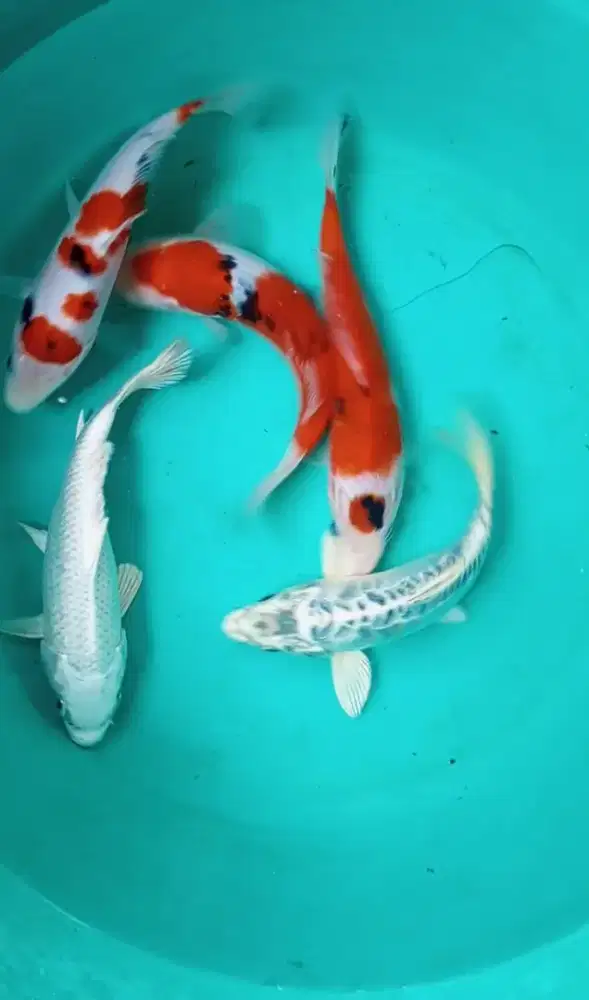 Jual paket koi 5 ekor size-+17-20cm
