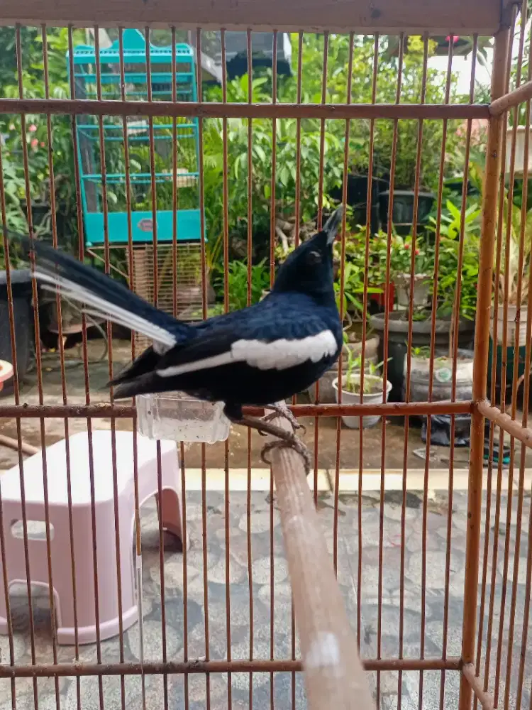 Kacer dada hitam mulus body gede harian rajin bunyi