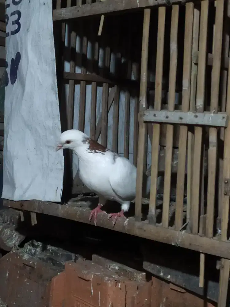 Merpati jantan istimewa