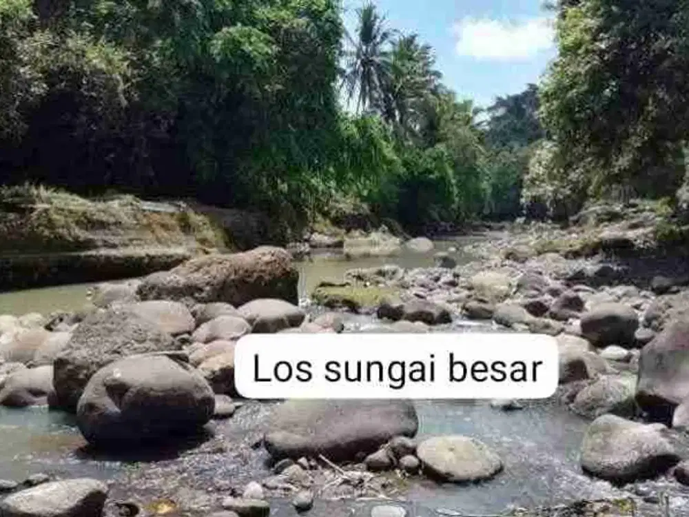 jual tanah los sungai  lok di kerambitan.12,20 are harga 150/ are ngoo