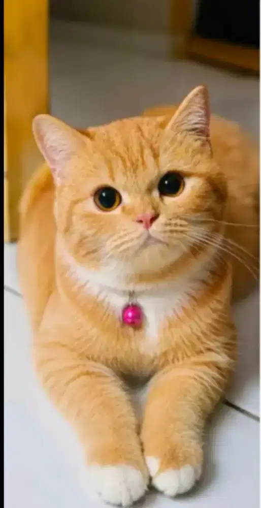 Kucing british shoth hair pure non ped betina 8 bln