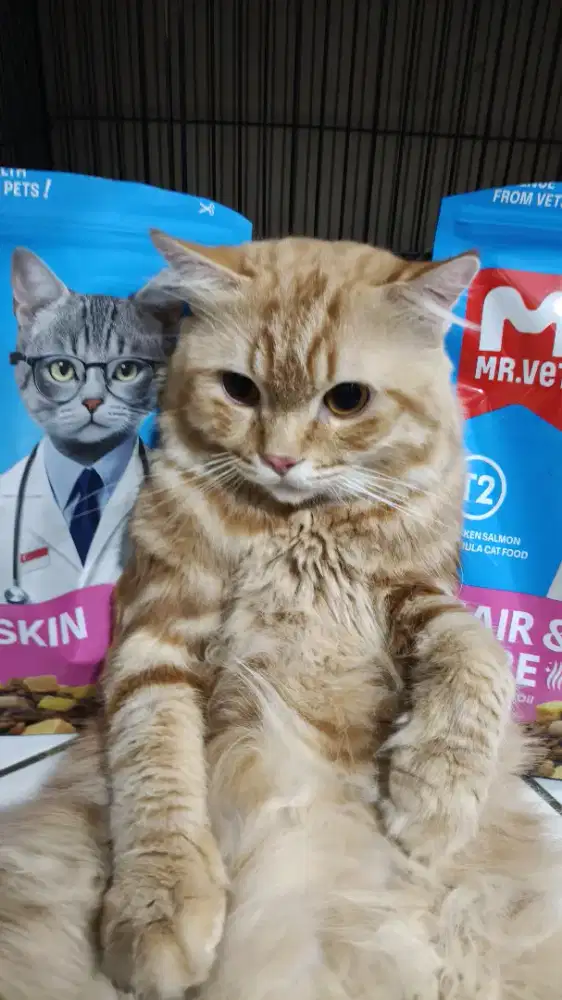 Kucing Persia Himalaya Lucu Lucu