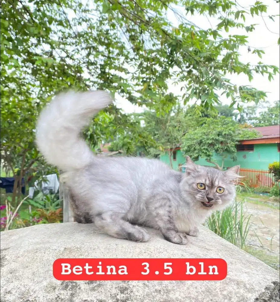 Kucing ras persia betina 3.5 bln