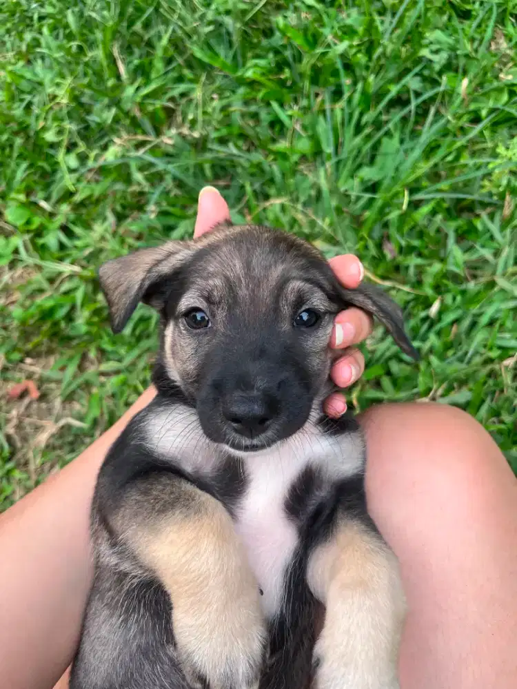 Anak anjing usia 2 bulan