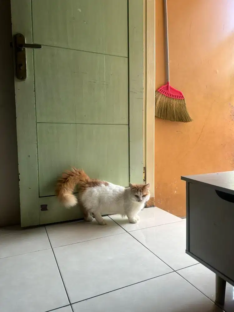 Kucing munchkin jantan