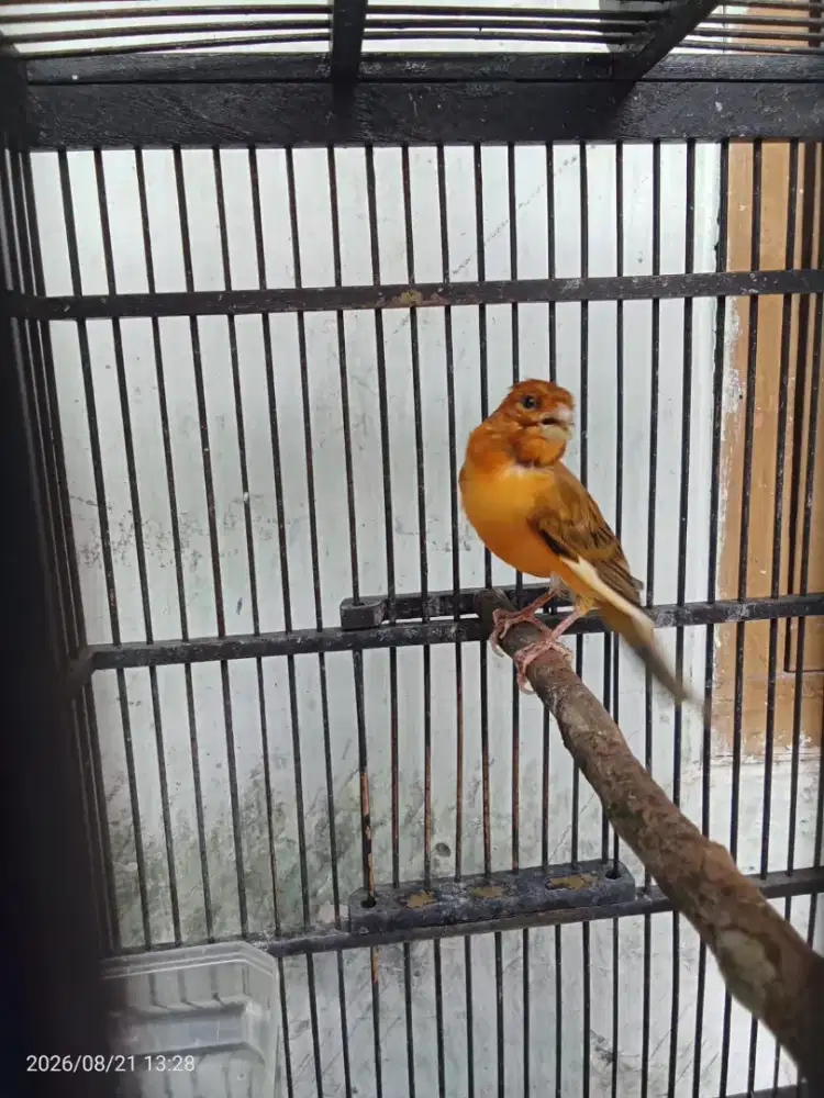Burung kenari gacor dor