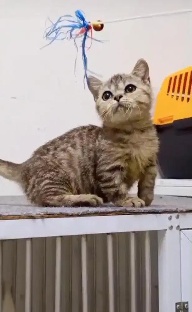 Munchkin BSH betina