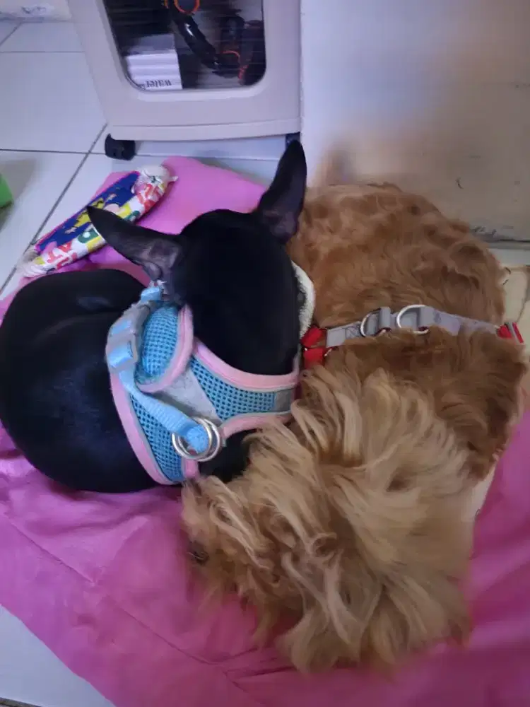Open adopt anjing minipincher