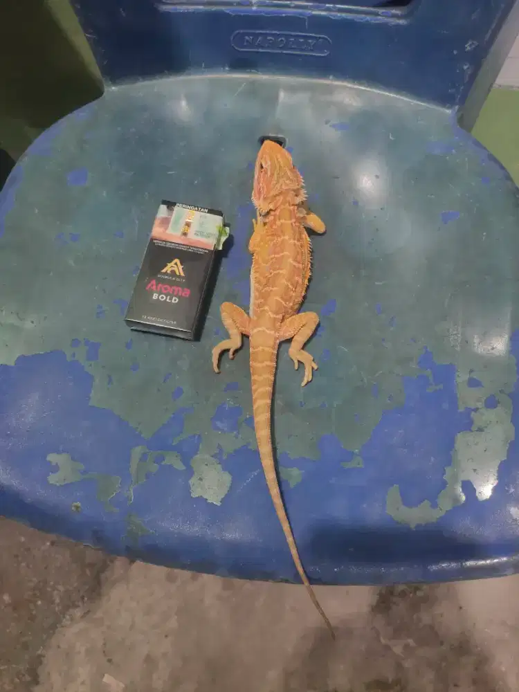 Bd jantan bearded dragon