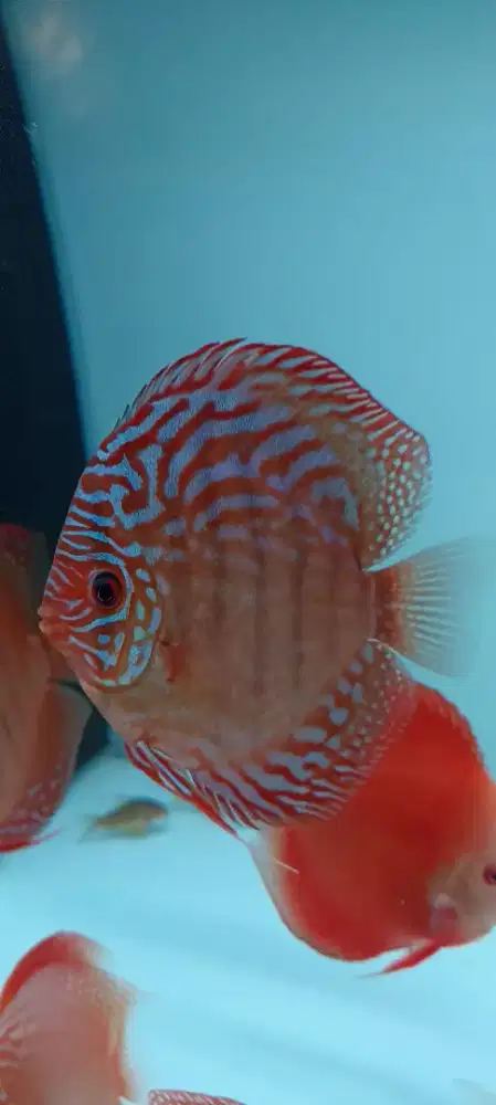 Ikan hias discus diskus turquoise alenquer 4 inch kota wisata cibubur