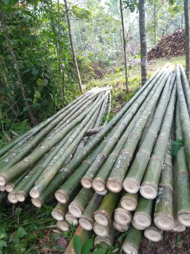 Kaso begisting dan bambu perancah