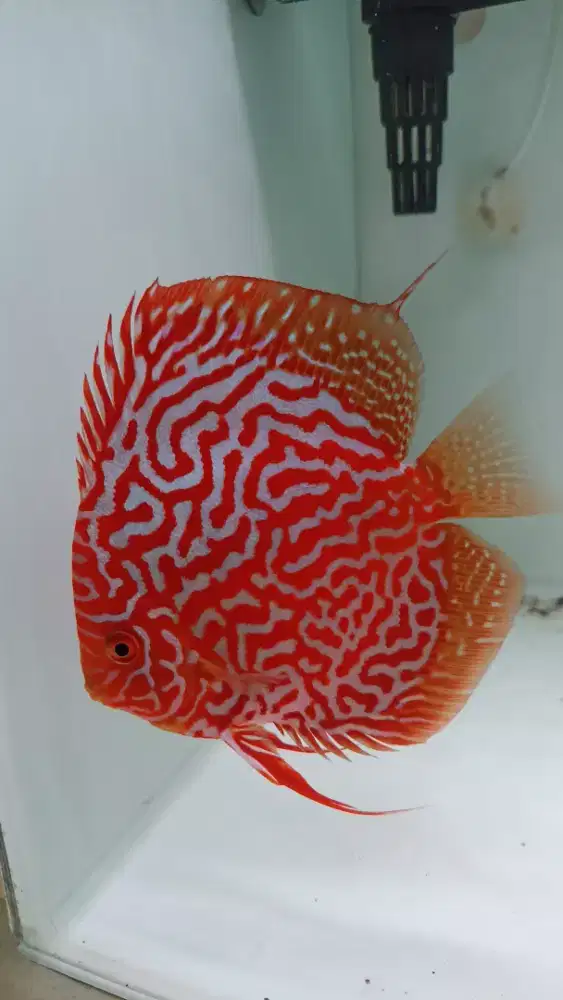 Ikan hias discus diskus pigeon leopard 4 inch kota wisata cibubur
