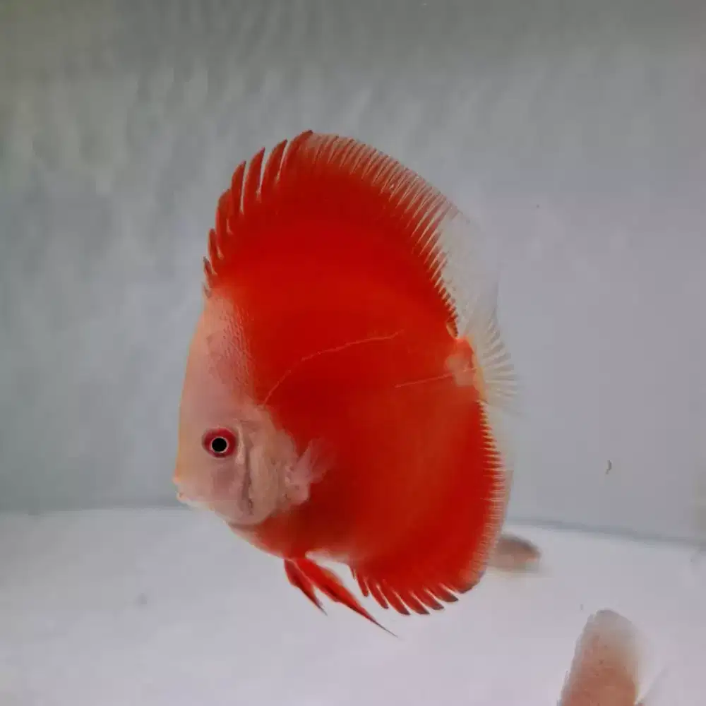 Ikan hias discus diskus hb red melon 2,5 inch kota wisata cibubur