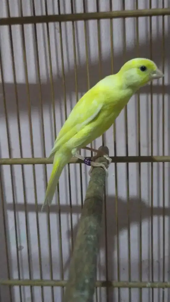 Burung kenari sfbb paud jantan