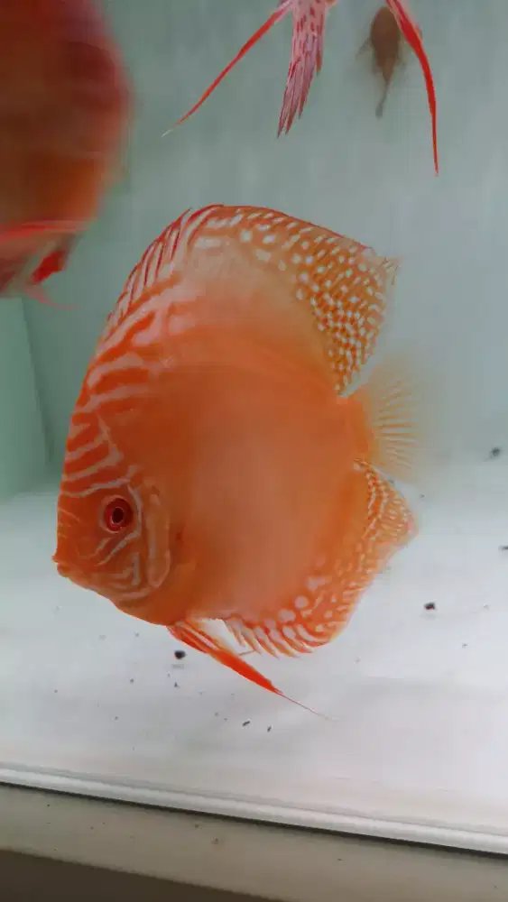Ikan hias discus diskus albino turquoise 4 inch kota wisata cibubur