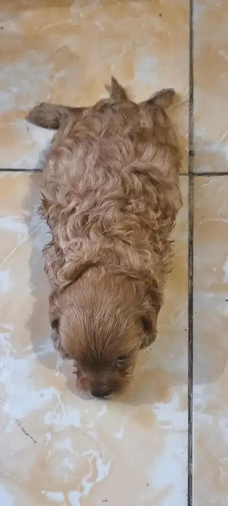 Open book Puppy pure poodle betina dan jantan  usia baru 2 minggu