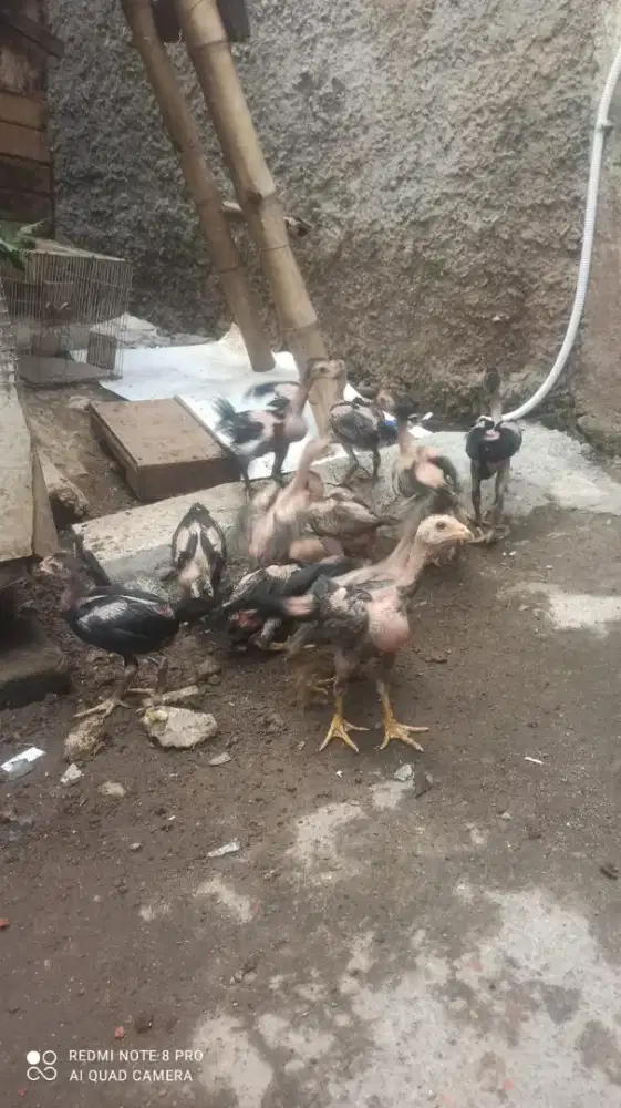 Borongan Ayam Birma