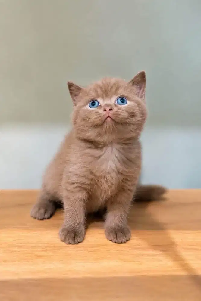 Kucing bsh british short hair jantan kitten