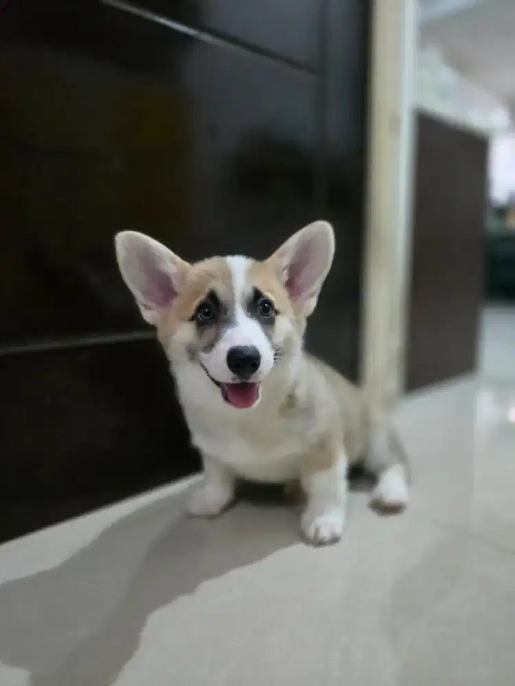 Anakan corgi 3 bulan