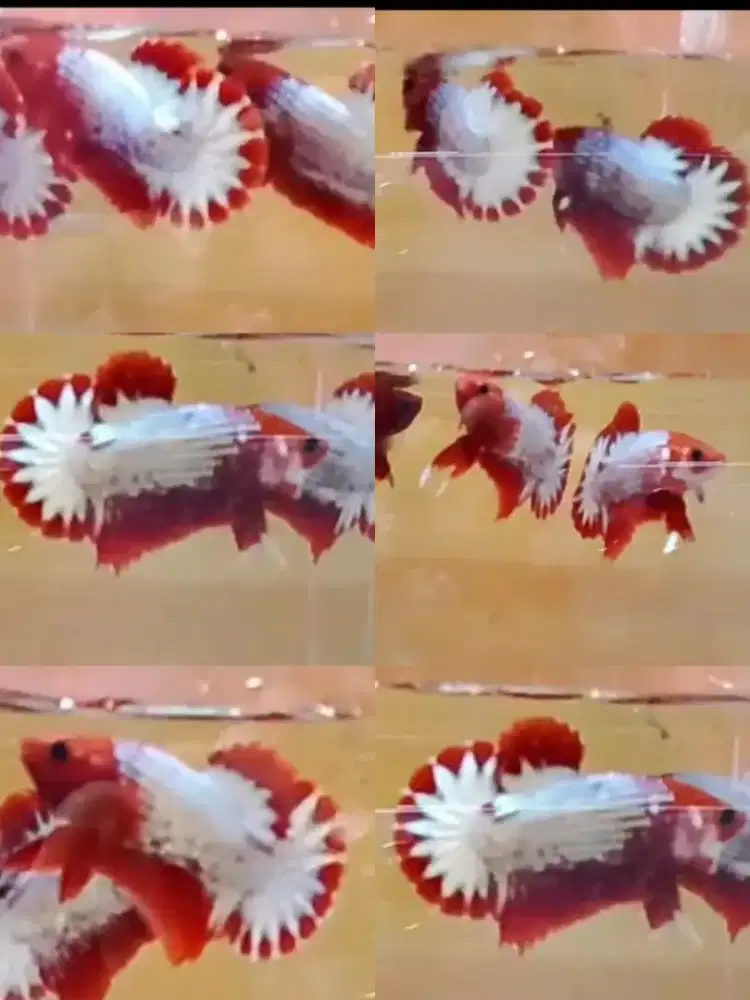 Ikan hias ikan cupang ikan cupang fccp red