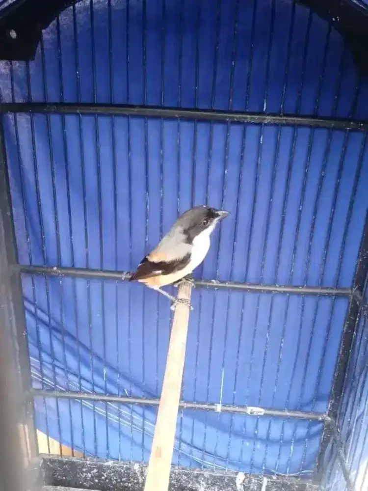 Toed blangkon pastol nuju dorong ekor