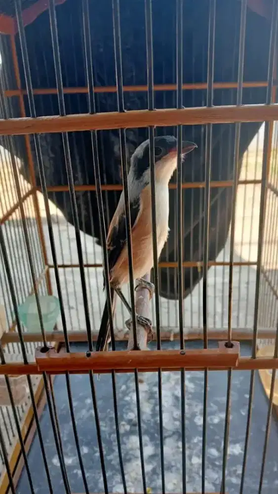 Toed jatim mutasi dewasa