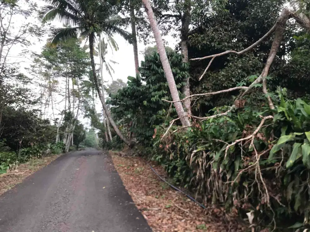 Di Jual Cepat Kebun Manggis,Cocok Untuk villa