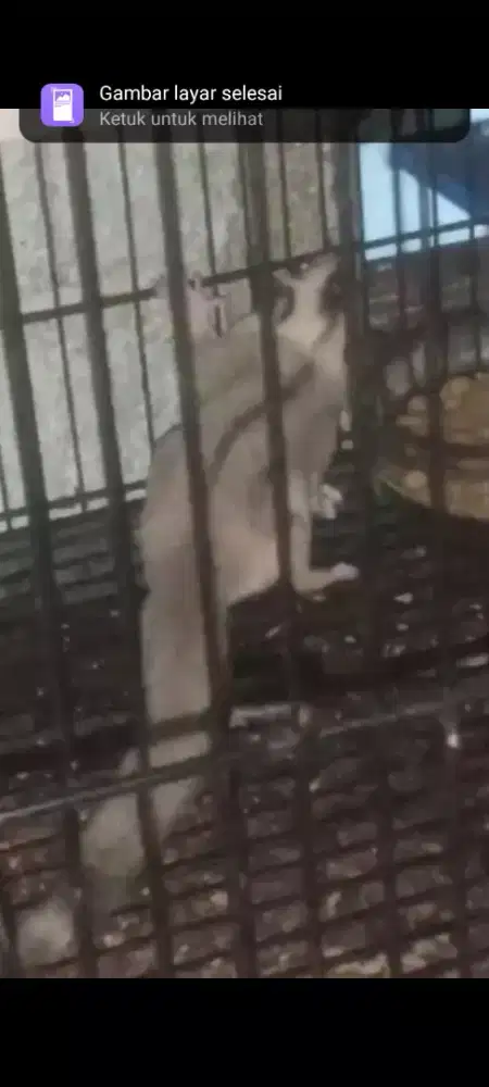 Sugar Glider wfmoza