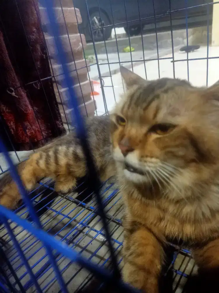 anggora mix bsh