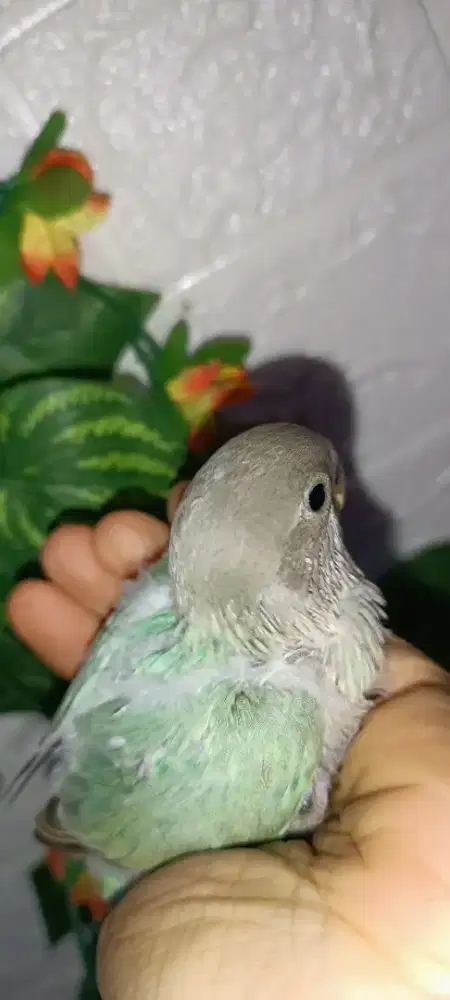 Lovebird NK jitot