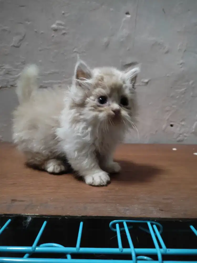 kitten munchkin & ns
