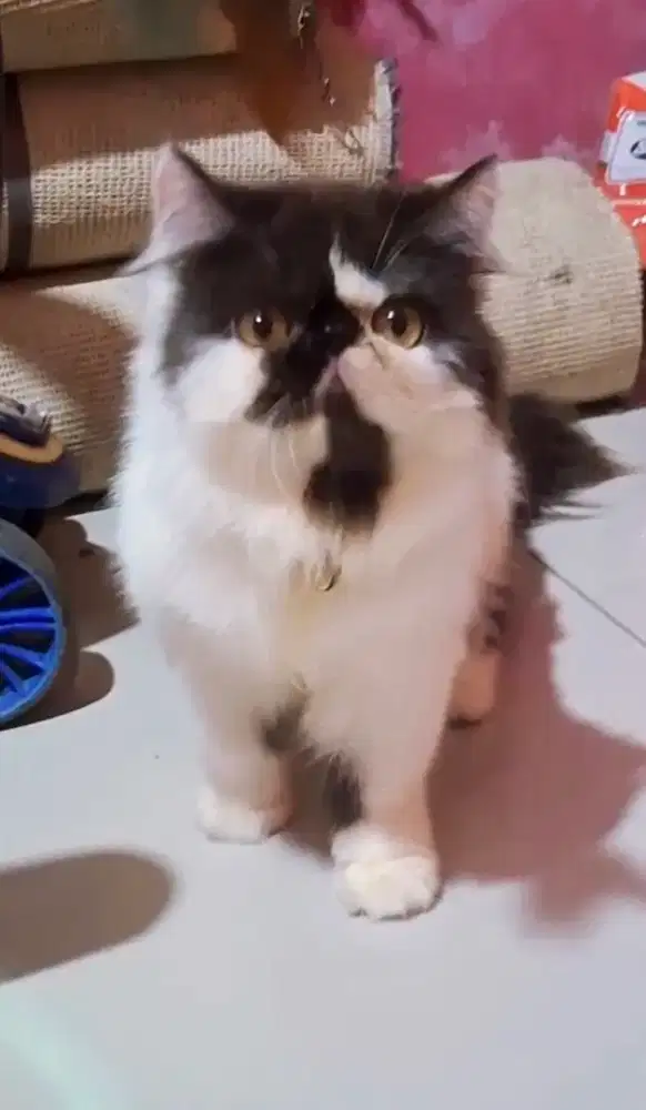 Kucing betina peaknose gembul terawat