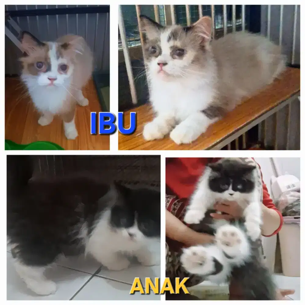 Kucing ragdoll bonus 1 anak