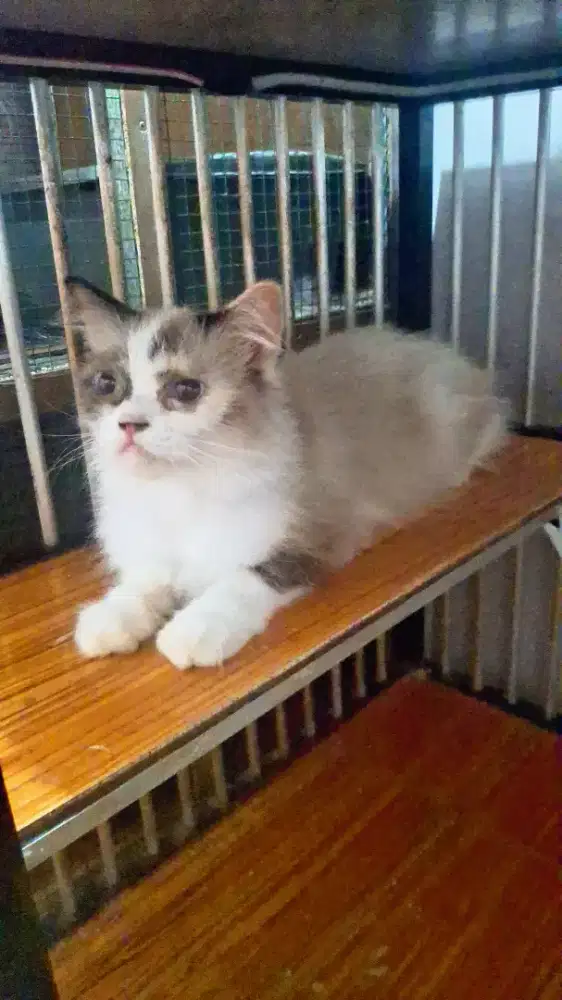 Kucing ragdoll betina proven 1x