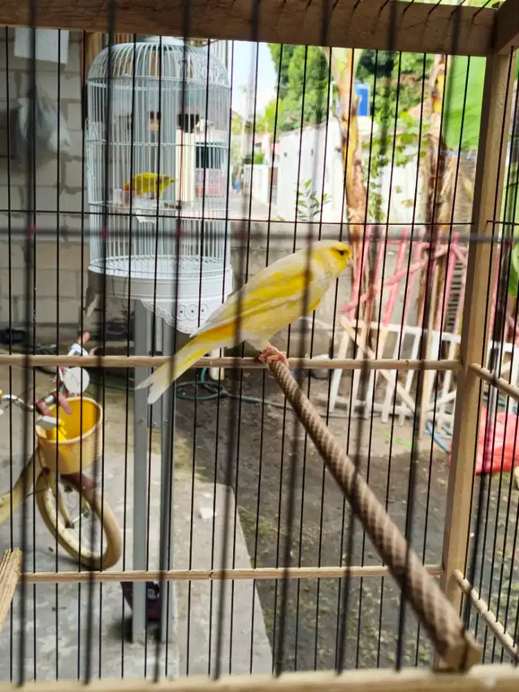 Kenari Gacoran AF