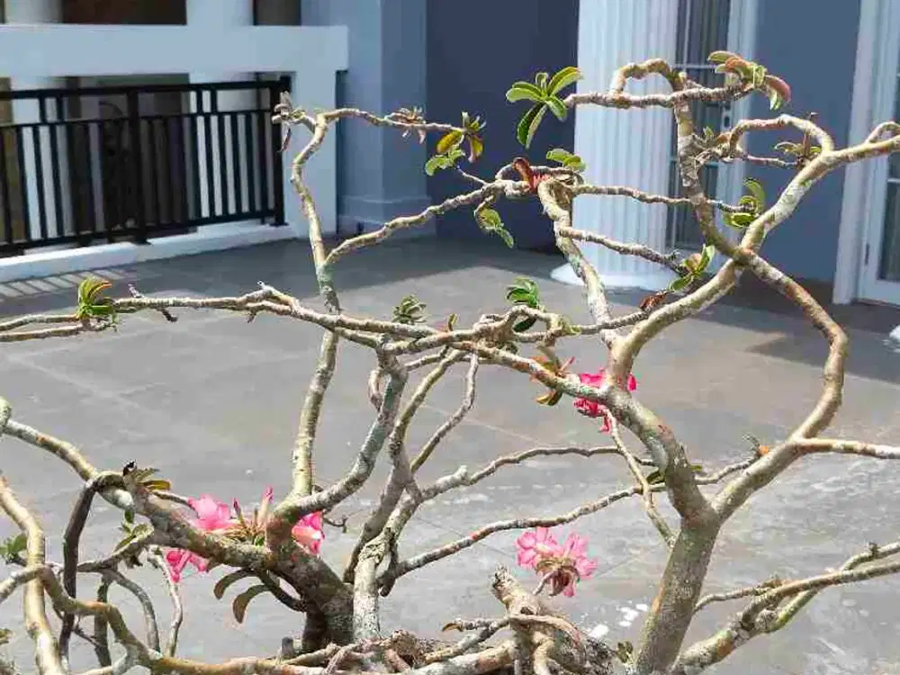 Dijual Rumah Ciputra