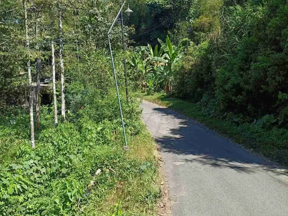 Kebun Durian Alpukat Kopi Tajinan Malang