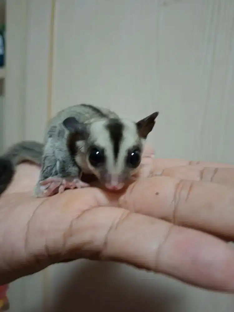 Sugar Glider Classic Grey Joey