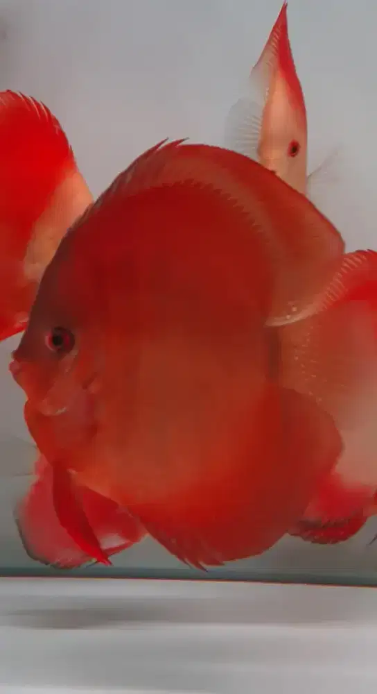 Ikan hias discus diskus san merah red cover high body 4,5 inch cibubur