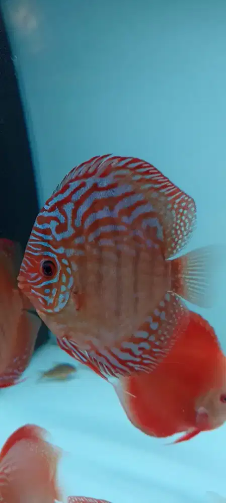 Ikan hias diskus discus red turquoise alenquer 4 inch kota cibubur
