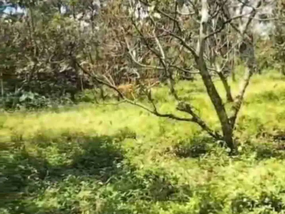 Kebun Alpukat Wonorejo Poncokusumo Malang