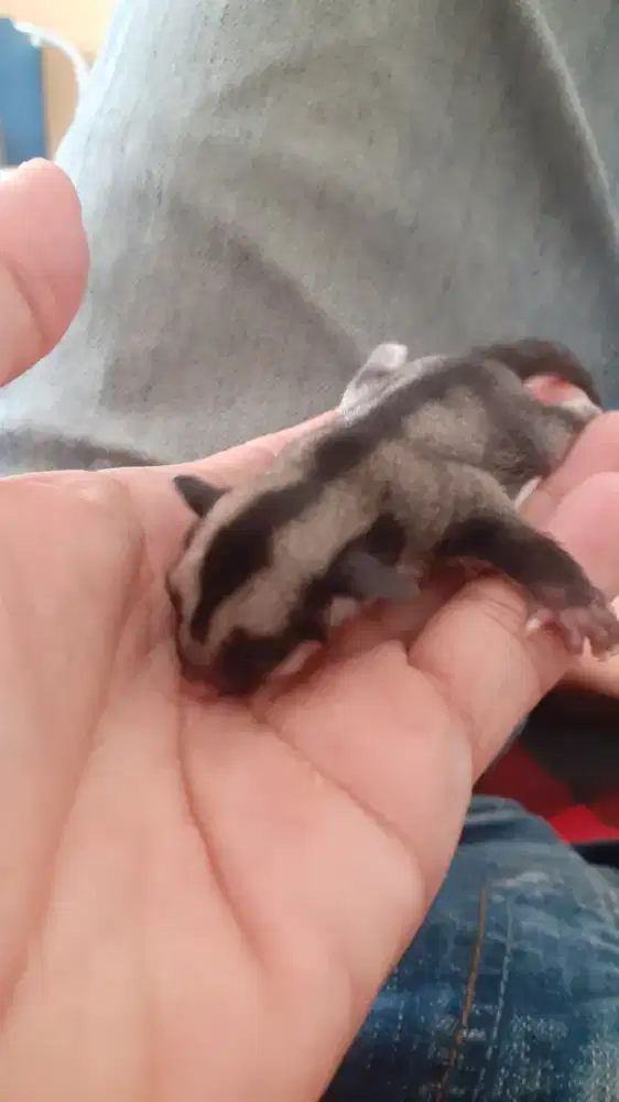 Adopt sugar glider