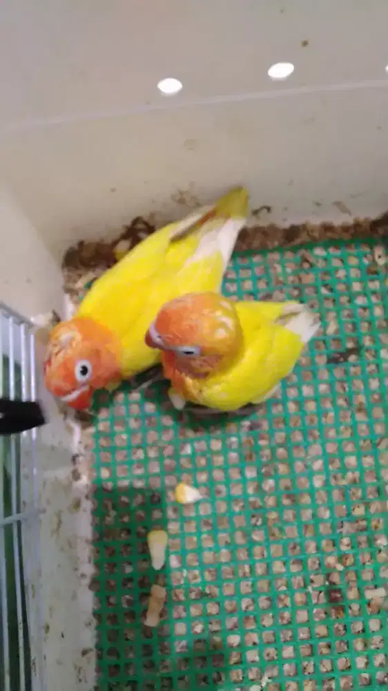 Dijual anak lolohan lutino mata hitam netas tgl 15 juli
