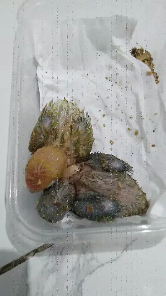 Dijual anak lolohan lovebird netas tanggal 3 agustus 2026