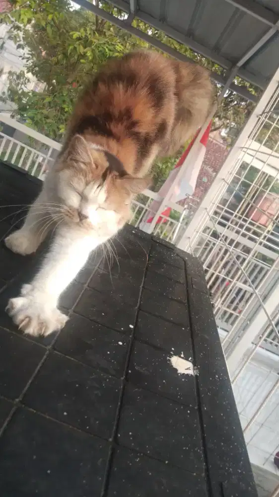 Kitten 2ekor calico longhair &shorthair bersih sehat rampus
