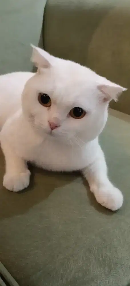 Scottish Fold Pejantan Putih