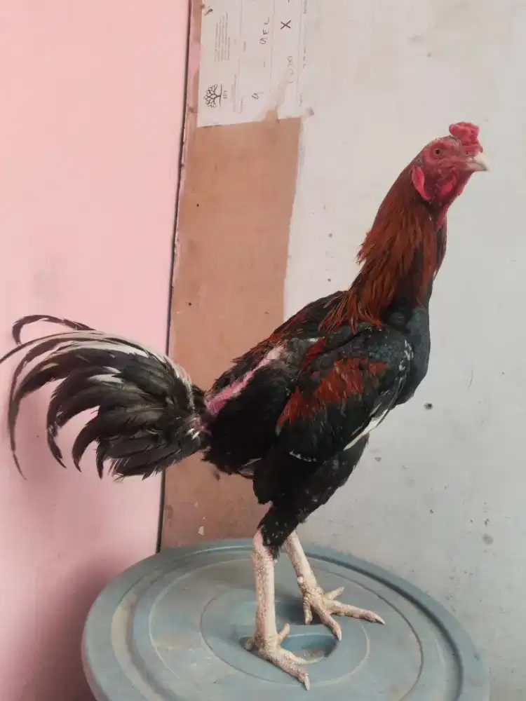sepasang ayam pakhoy